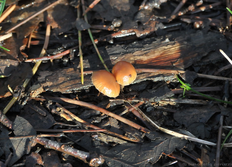 Tubaria pellucida del Chianti